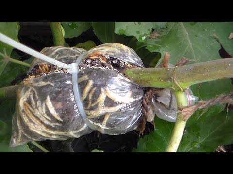 Видео: Часть 2 Саженцы воздушным отводком-  виноград, инжир.