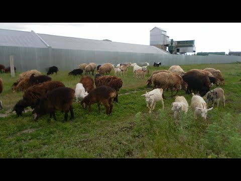 Видео: Козы покрыты в 8 месяцев .