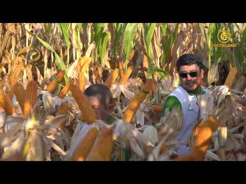 Видео: 📹 TAREKS ALBAYRAK. Чиноз худудида ўзини юқори хосилдорлиги билан ажралиб турган маккажўхори нави