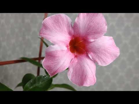 Видео: Мандевилла. Дипладения. Самая красивая цветущая комнатная лиана. Правильный уход в домашних условиях