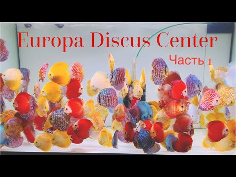 Видео: Europa Discus Center. Часть 1