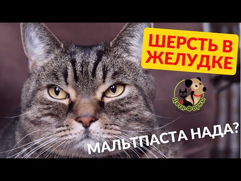 Видео: Мальтпаста для кошек / 7 вопросов о пасте для выведения шерсти/ Нужно ли давать мальтпасту сфинксу?