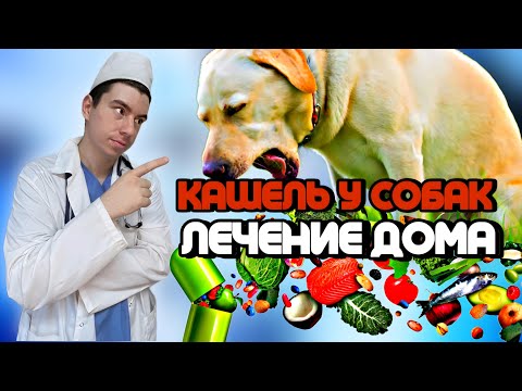 Видео: Кашель у собак. Лечение дома