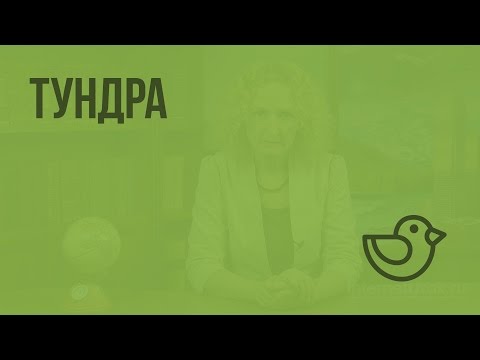 Видео: Тундра. Видеоурок по окружающему миру 4  класс