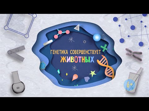 Видео: Генетика совершенствует животных / 6+