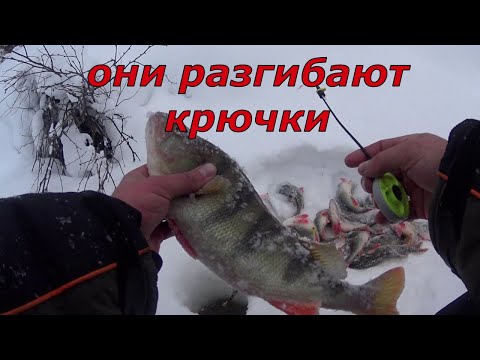 Видео: Эти окуни разгибают крючки, ерши монстры и наСОРОГА.