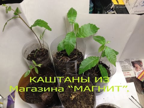 Видео: Chestnut.Вырастил съедобный каштан из ореха,купленного в магазине "Магнит".