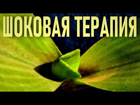 Видео: ДЕФИБРИЛЛЯТОР ДЛЯ ОРХИДЕЙ! ШОКОВАЯ ТЕРАПИЯ ПРИНОСИТ ПЛОДЫ! РЕЗУЛЬТАТИВНОСТЬ МЕТОДА - 100% ВЫЖИВАНИЯ!