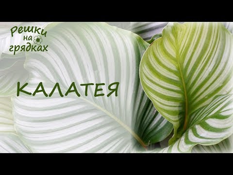 Видео: Калатея Пересадка и Уход