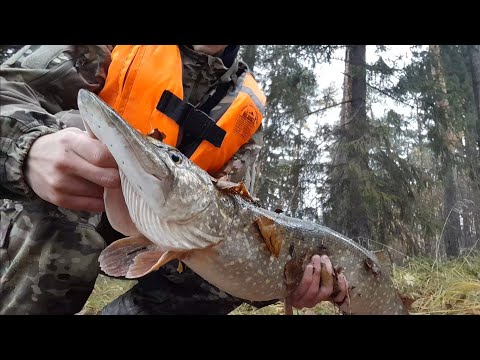 Видео: СКОЛЬКО ЖЕ ЩУКИ В ЭТОЙ ЯМЕ¿¡?! Закрытие сезона. Рыбалка осенью на спининг 2024