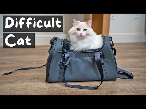 Видео: Как поместить кошку в переноску для животных | The Cat Butler