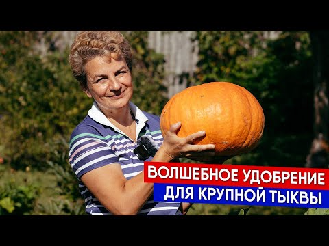 Видео: Волшебное удобрение для крупной тыквы