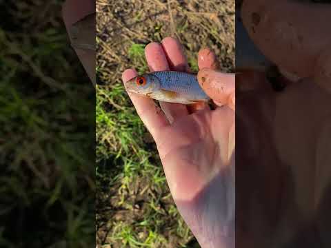 Видео: Рыбалка на речке