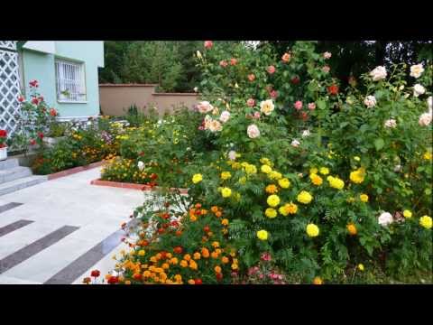 Видео: Моята градина