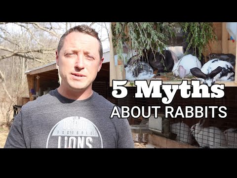 Видео: 5 МИФОВ О КРОЛИКАХ, КОТОРЫЕ МНЕ РАССКАЗАЛИ