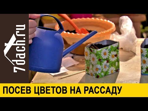 Видео: Как сеять семена цветов на рассаду. Основные моменты - 7 дач