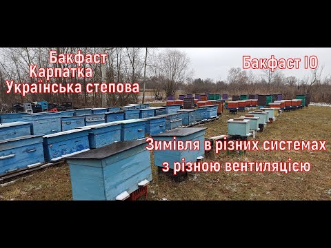 Видео: 19.12.2021 Зимуєм. Бакфаст ІО, Укр.степова, Карпатка