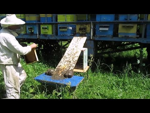 Видео: Борьба с роением пчел.Лучшие по простоте три метода.