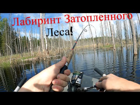Видео: Летняя Рыбалка На Таежных Озерах! 4K