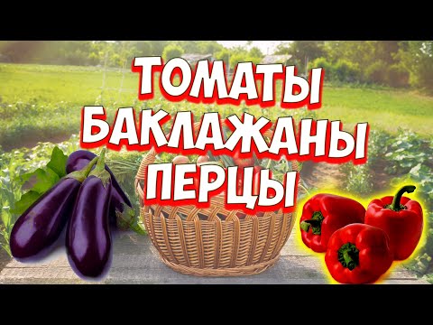 Видео: Томаты, перец, баклажаны ! Сажаем в теплицу.