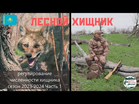 Видео: Лесной хищник. Охота на шакала.