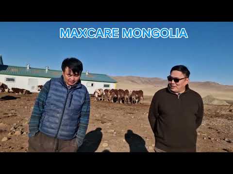 Видео: Төв аймгийн Баяндэлгэр сум дахь сүүний кластерийн FRIENDSHIP ферм  сүүний гарц