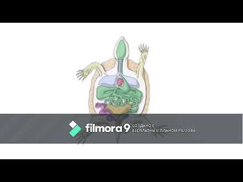 Видео: Азарбаева Динар Рептилиялар классы