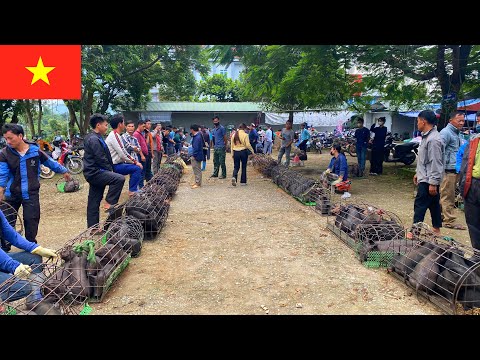 Видео: Скрытый рынок Вьетнама — откройте для себя рынок в глубине леса.