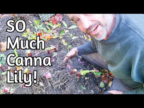 Видео: Канна Лилия — подготовка к зиме после НЕВЕРОЯТНОГО роста