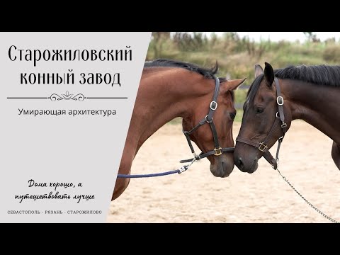 Видео: 🐴 Старожиловский конный завод