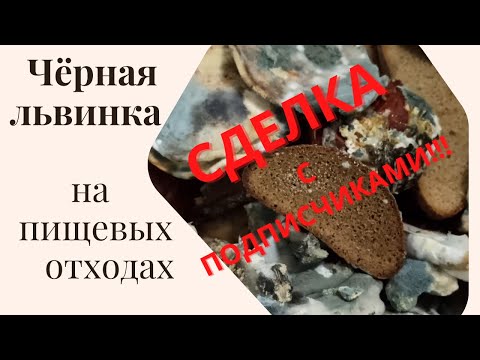 Видео: Чёрная львинка "Переработка пищевых отходов"