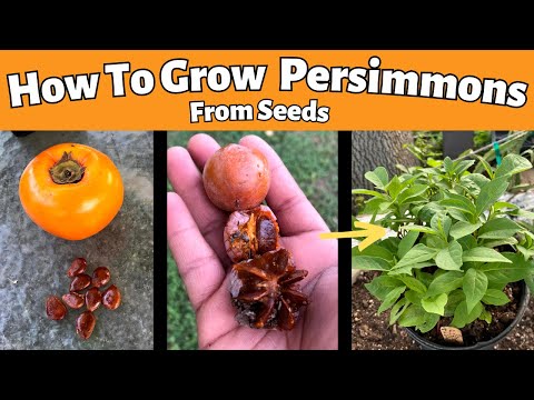 Видео: Как вырастить хурму из семян | Фуюй и американская хурма