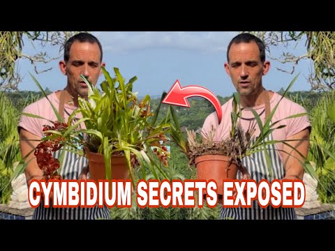 Видео: Пересадка цимбидиума: СЕКРЕТЫ РАСКРЫТЫ для естественного роста!