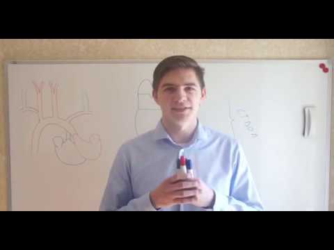 Видео: Кровоснабжение головного мозга (ствол). Веллизиев круг