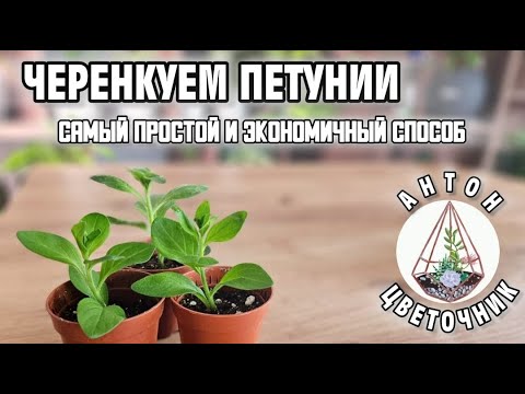 Видео: Черенкую петунии: самый простой и экономичный способ. Приживается больше 95% черенков