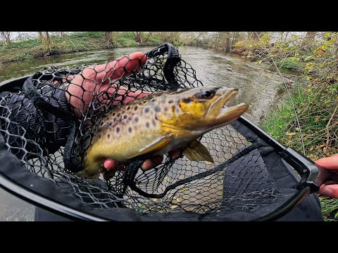 Видео: [Trout Fishing] Осенняя Ручьевая Форель 4K