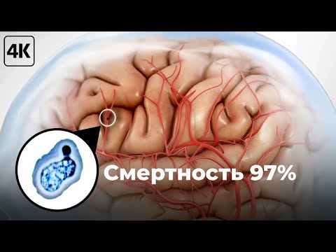 Видео: Бактерия, о которой не пишут в новостях.