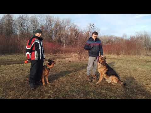 Видео: Немецкие овчарки. Выдержка и коррекция поведения.
