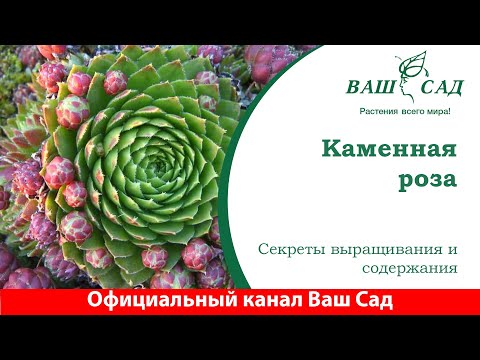Видео: Каменная роза (эхеверия) - главные секреты выращивания. Ваш сад