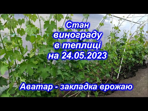 Видео: Стан винограду в теплиці на 24.05.2023