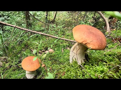 Видео: Продовження наших походів по Гриби в Карпати
