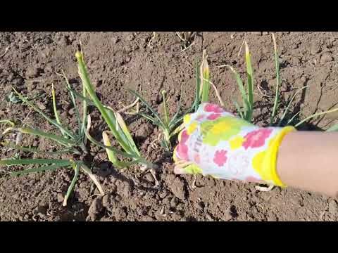 Видео: Іржа на часнику та цибулі