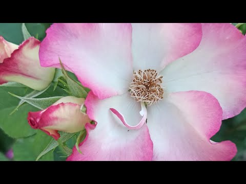 Видео: Начало июля. Массовое цветение роз!