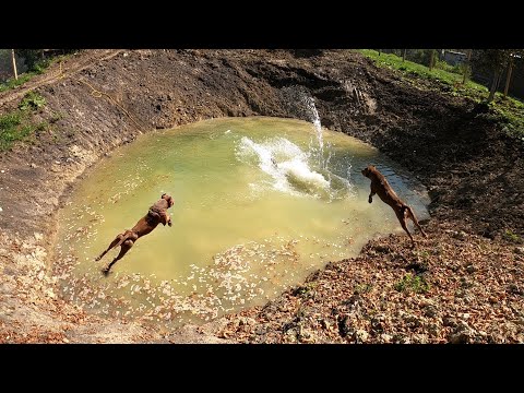 Видео: Первые прыжки питбуля Спайка в новом озере !!!! Питбуль купается/прыжки питбуля в воду/озеро Агопа.