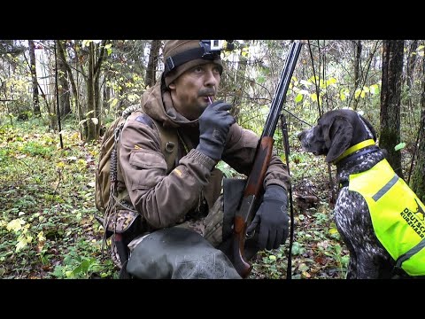 Видео: ХОДОВАЯ ОХОТА С КУРЦХААРОМ ПО БОРОВОЙ ДИЧИ