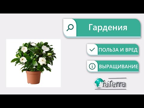 Видео: Комнатная гардения: правильный уход. Почему гардения не цветет?