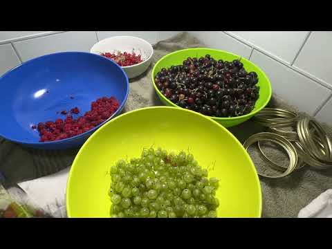 Видео: Компот на зиму из йошты и других ягод