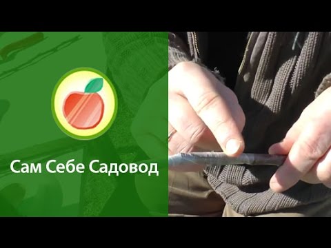 Видео: Прививочная лента Buddy Tape