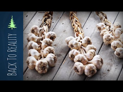 Видео: Как заплести чеснок (жесткий или мягкий)
