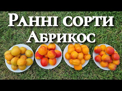 Видео: Абрикос порівняння. Який сорт має найбільший цукор.